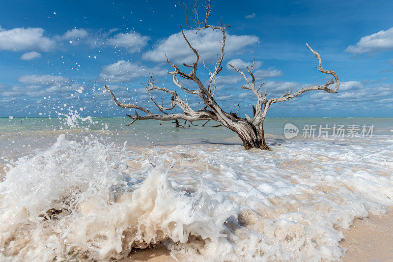 古巴，Viñales, Cayo，海浪撞击红树林Jutías